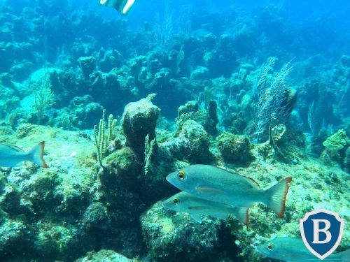 IMG-20251206-WA0078