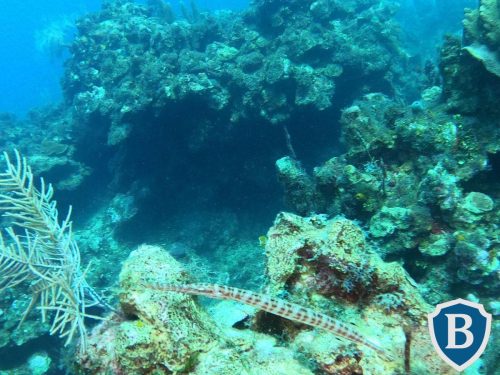 IMG-20251206-WA0085