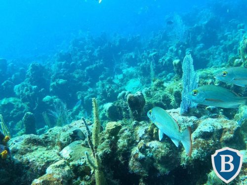 IMG-20251206-WA0088