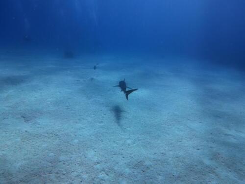 IMG_20261014_141720_601.jpg