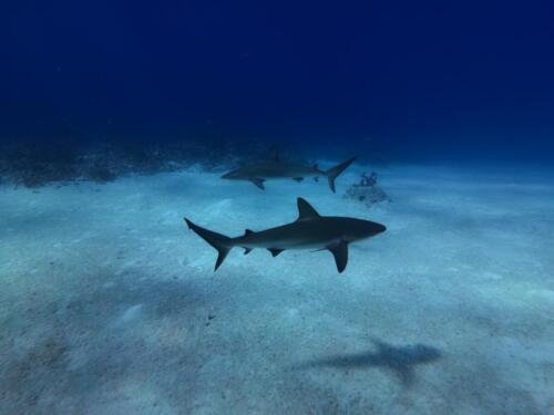 IMG_20261014_141849_602.jpg
